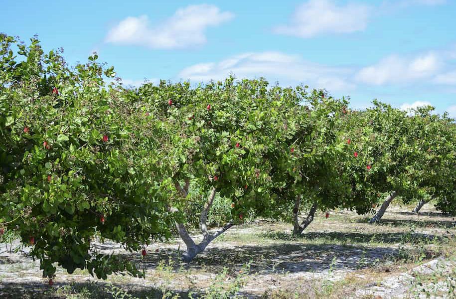 From Farm to Global Markets